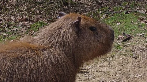 Close view of a Capybara  Stock Footage 271161417