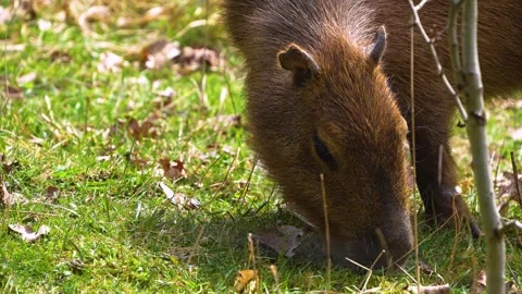 Close up view of a Capybara head Video stock 270598817