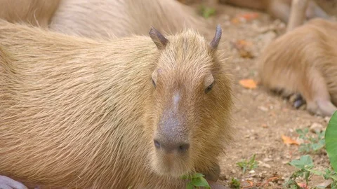 Close up view of capybara head in hot afternoon Video stock 115068208