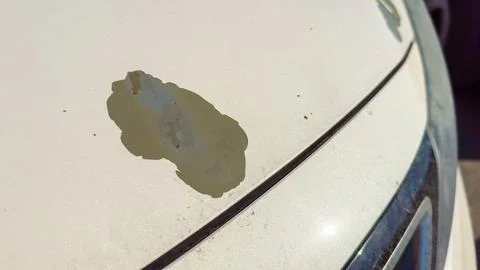 Close-up view of car paint damage on a white vehicle hood with a chipped ar.. Stock Photos