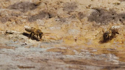 Close-up view of Carniolan honey bees (Apis mellifera carnica) Stock Footage 201250123