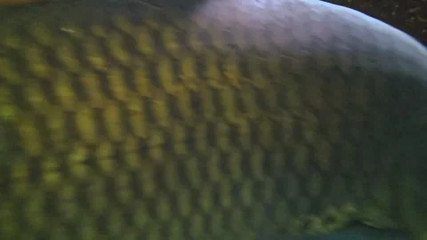 Close view of a carp head Stock-Footage 257366131