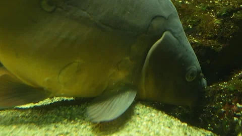 Close view of a carp head Stock Footage 258973982