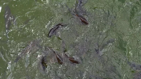 Close view of carps swimming  Stock Footage 251741585