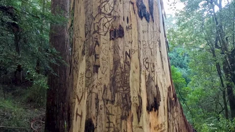 Close View of Carved Initials on Large Forest Tree Trunk Stock Footage 337633845