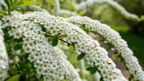 Close-up View of Cascading White Spiraea Flowers Blooming in a Garden Setting Stock Footage 313361340
