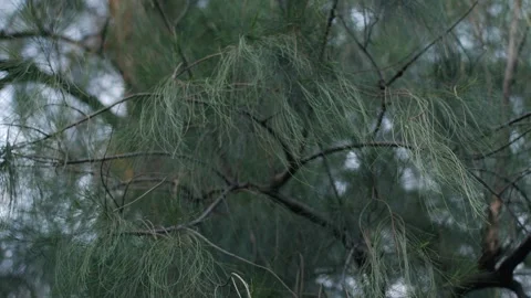 Close up view of casuarina pine tree branches. Stock Footage 319522889