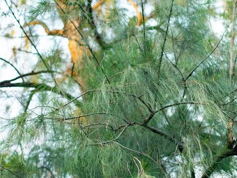 Close up view of casuarina pine tree branches with delicate needle leaves m.. Foto stock