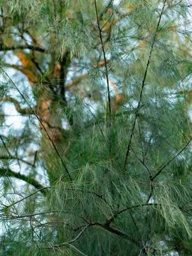 Close up view of casuarina pine tree branches with delicate needle leaves m.. Foto stock