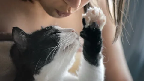 Close view of a cat with black and white fur at home. Looking into the camera. Stock Footage 235282951