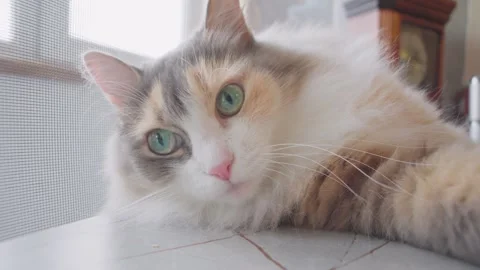 Close up view of a cat with a clock in the background, showcasing the feline Stock Footage 267349992