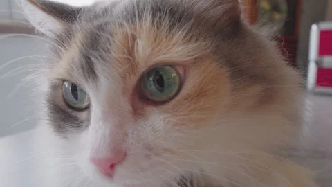 Close up view of a cat with a clock in the background, showcasing the feline Stock Footage 269178615