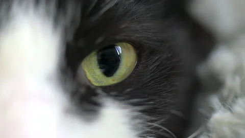 Close view of a cat eye with black and white fur at home. Looking into the Stock Footage 235282654