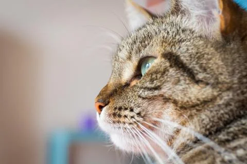 Close-up view of the cat face. Stock Photos