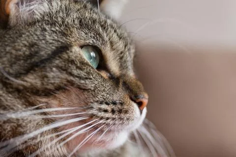 Close-up view of the cat face. Stock Photos