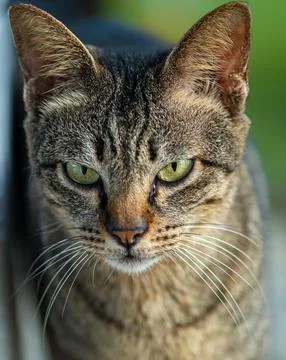 Close up view of cat front Stock Photos