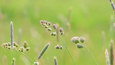 Close up view of cat grass in the meadow with shallow depth of field slow m.. Stock Footage 314031158