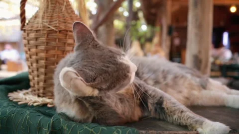 Close view of a cat with grey fur licking itself Stock Footage 254602279