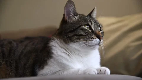 Close up view of cat meowing while looking outside the window. Stock Footage 132567184