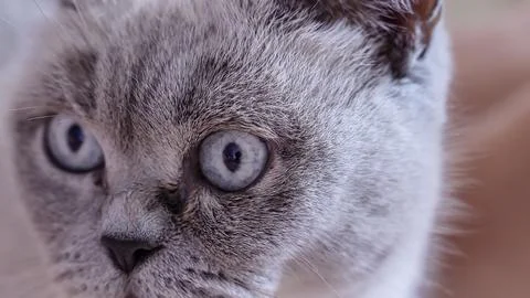 Close-up view of the cat not in the camera Stock Photos