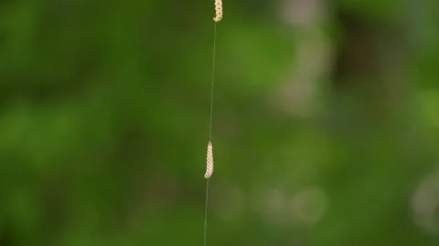 Close view of a caterpillar crawling Stock Footage 260520991