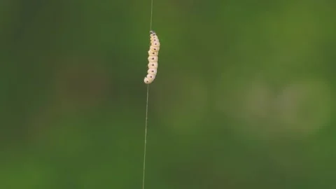 Close view of a caterpillar on a string Stock Footage 260530838