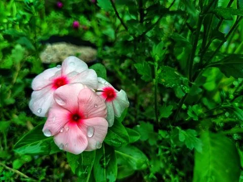 Close-up view of Catharanthus roseus Stock Photos