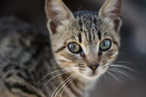 Close up view of a cat's face Stock-Fotos