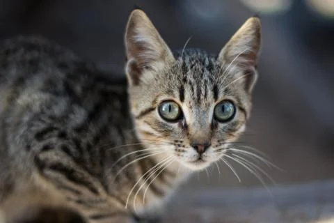 Close up view of a cat's face Stock-Fotos