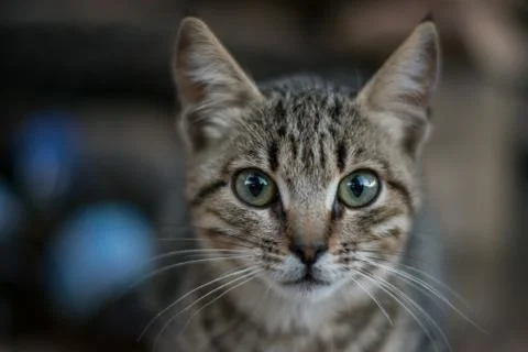 Close up view of a cat's face Stock-Fotos