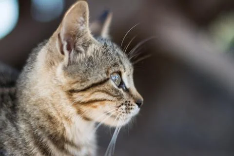 Close up view of a cat's face Stock-Fotos