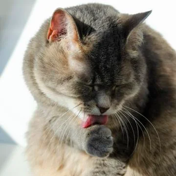 Close up view of a cat's head, cat licking its paw. Stock Photos