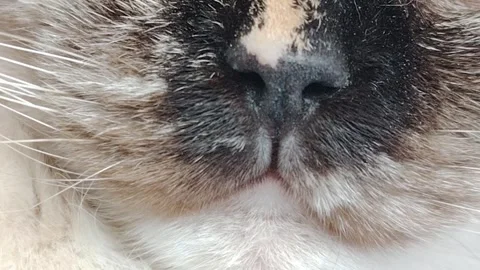 Close up view of a cats nose and whiskers. Stock Footage 322961652