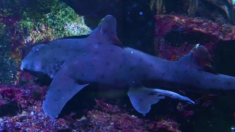  Close view of catshark resting  Stock Footage 277534811