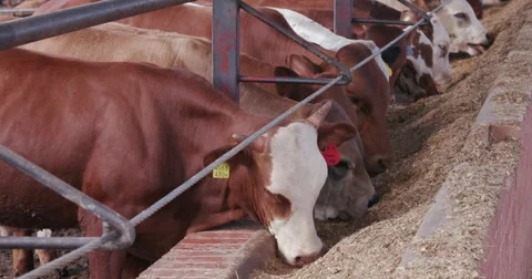Close-up view of cattle eating in a feedlot Stock Footage 61249503
