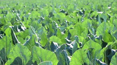 Close-up view of cauliflower field in Spain. Leaves moving beause of strong wind Video stock 121577051