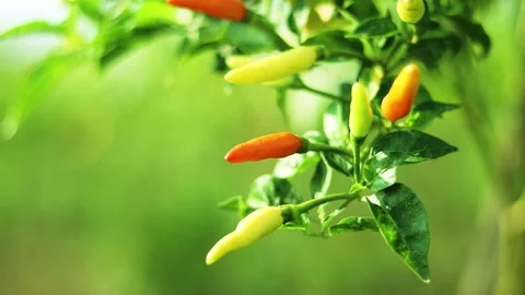 Close up view of Cayenne pepper in the garden Stock Footage 286026061