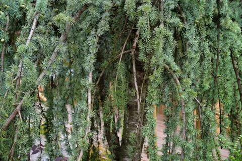 Close view of cedar tree branches with blue green needle clusters and cones.. Stock Photos