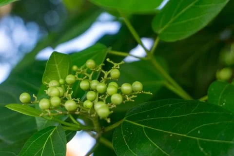 Close up view of Celastrus Paniculatus Stock Photos