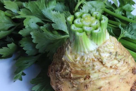 Close view of celeriac bulb with stems removed and in background Stock Photos