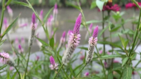 Close-up view of Celosia Argentea flowers Stock Footage 314708042