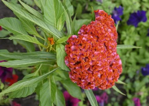A close-up view of the celosia flower Foto stock