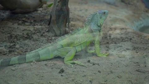 Close-Up View of a Chameleon on the Plant Stock Footage 313570539