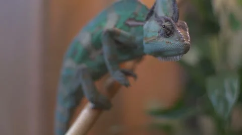 Close up view of Chameleon stalking  Stock Footage 58334795