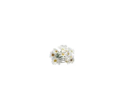 Close up view of chamolin flowers isolated on white background. Stock Photos
