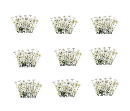 Close up view of chamolin flowers isolated on white background. Stock Photos