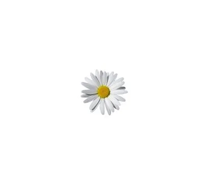 Close up view of chamolin flowers isolated on white background. Foto stock