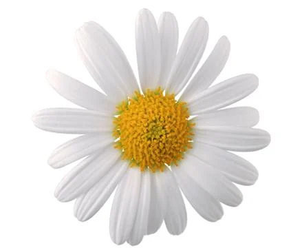 Close up view of chamolin flowers isolated on white background. Stock Photos