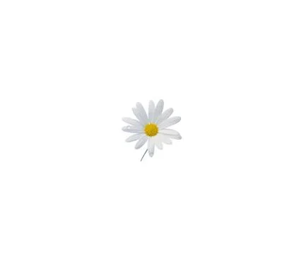 Close up view of chamolin flowers isolated on white background. Foto stock