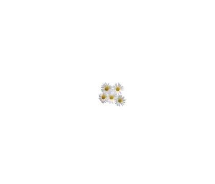 Close up view of chamolin flowers isolated on white background. Foto stock